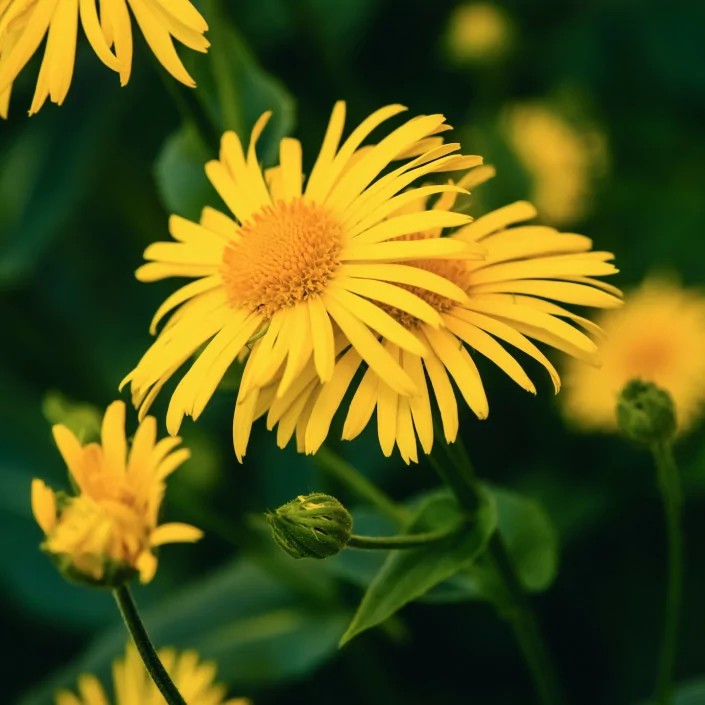 Arnica flower plant