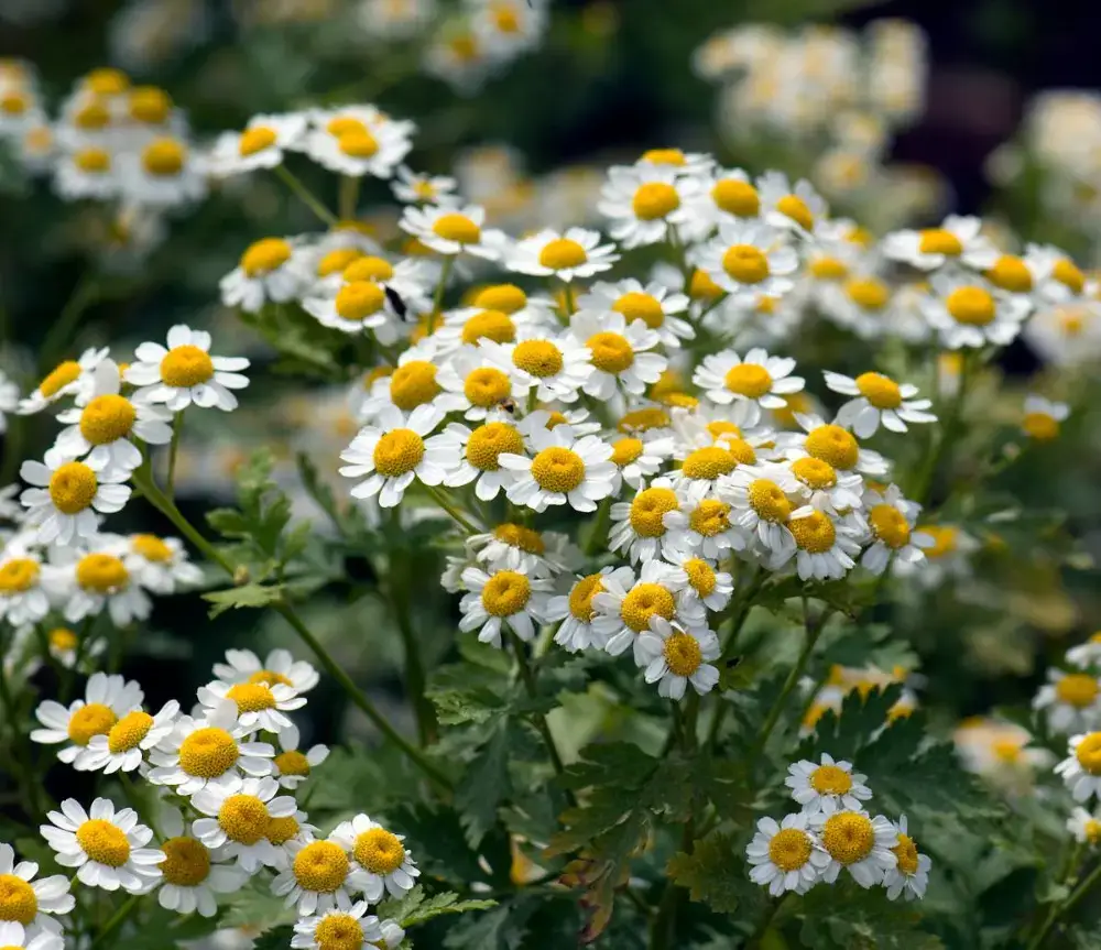 chamomile natural remedy