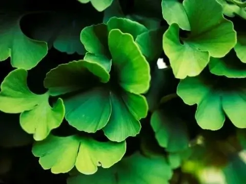 ginkgo biloba natural remedy