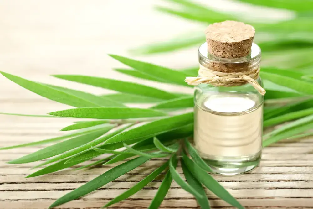 tea tree natural remedy