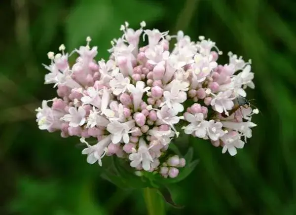 valerian root natural remedy